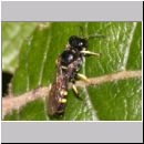 Crossocerus quadrimaculatus - Grabwespe m05 7mm.jpg